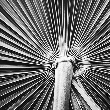 schwarz-weiß Foto: Detailansicht eines runden Palmblattes, Übergang des Stiels in das Blatt, die Fasern des Blattes sind radial um den Stiel angeordnet