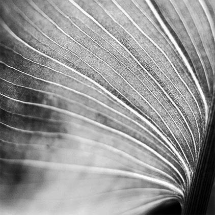 schwarz-weiß Foto: Detailansicht eines Blattes mit geschwungenen Blattadern