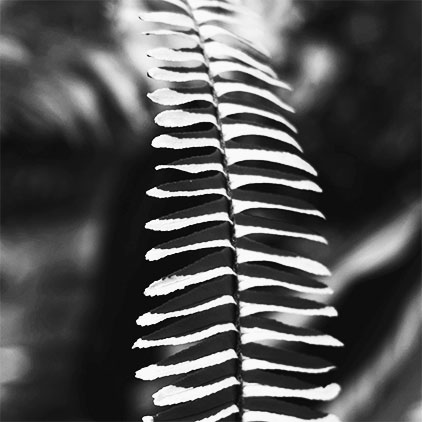 schwarz-weiß Foto: Detailansicht eines einzelnen Farnblattes mit Blattachse und paarweise versetzt angeordneten Teilblättchen