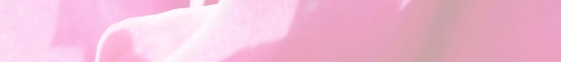 Hintergrund-Foto, leicht transparent, Detail Blütenblätter einer pinken Rose