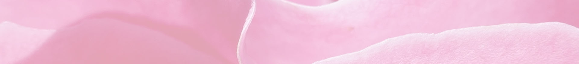 Hintergrund-Foto, leicht transparent, Detail Blütenblätter einer pinken Rose