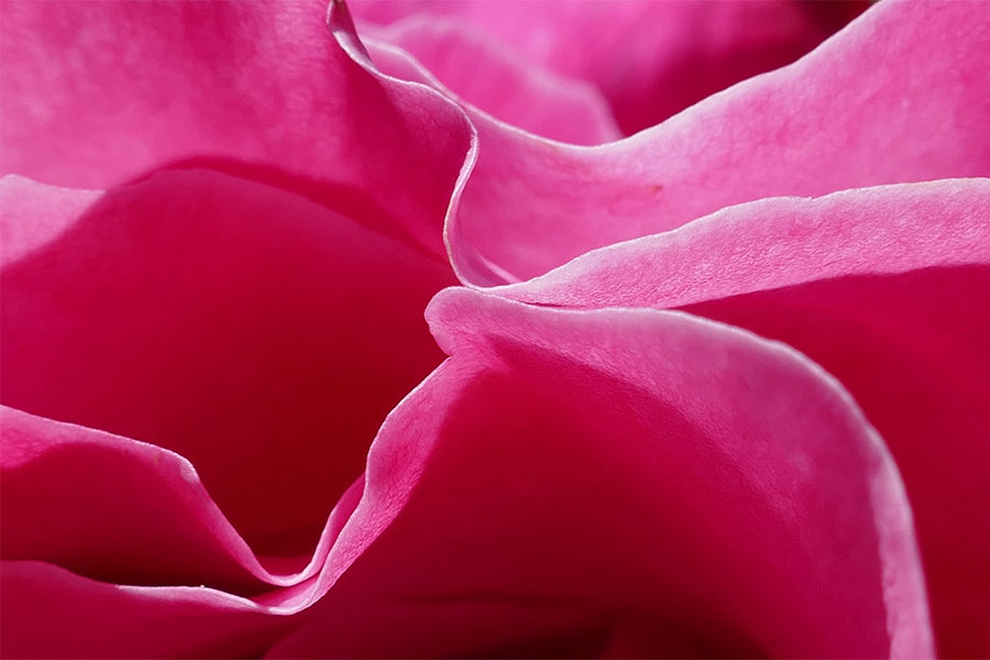 Hintergrund-Foto, Ausschnitt einer pinken Roseblüte, geschwungene Blütenblätter
