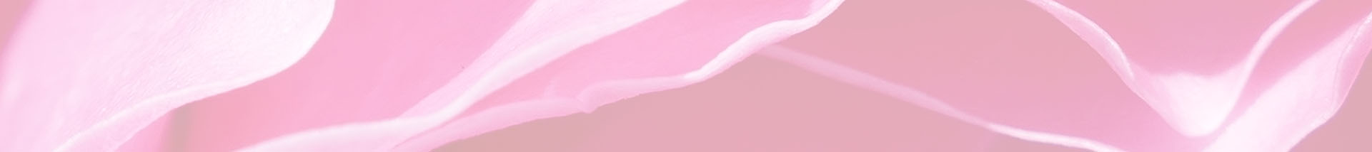 Hintergrund-Foto, leicht transparent, Detail Blütenblätter einer pinken Rose