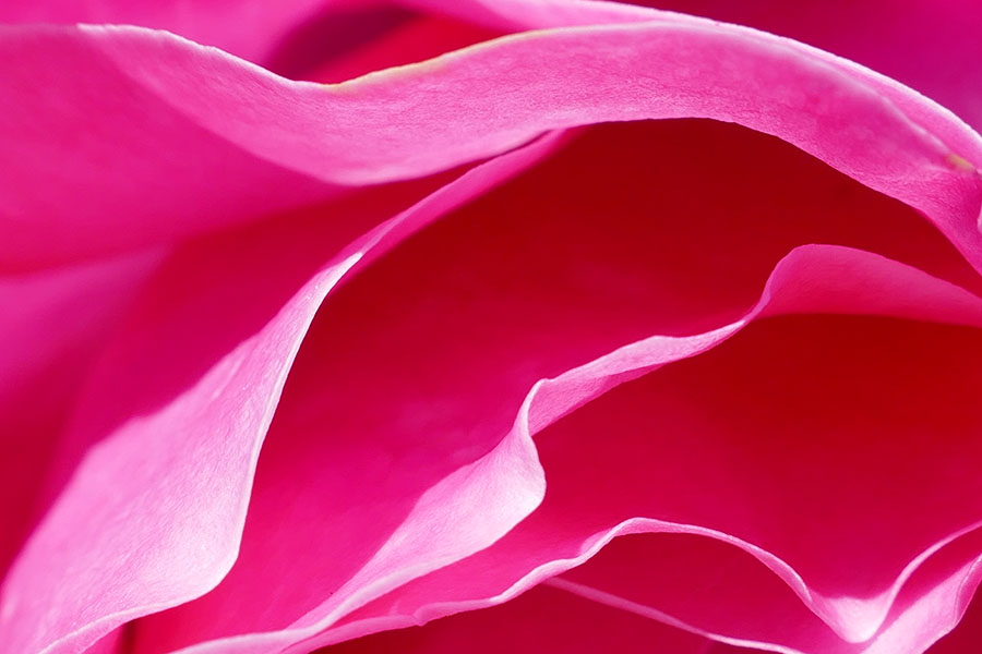 Hintergrund-Foto, Ausschnitt einer pinken Roseblüte, geschwungene Blütenblätter