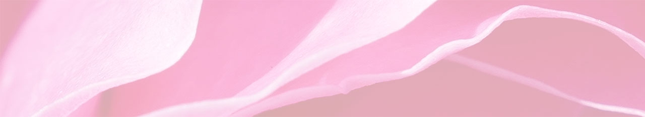 Hintergrund-Foto, leicht transparent, Detail Blütenblätter einer pinken Rose